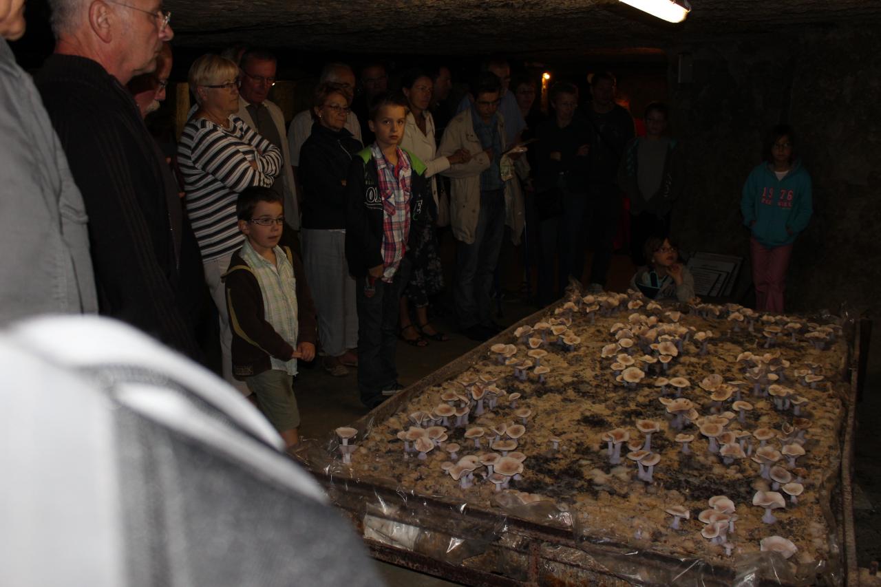 Visite de la champignonière (2012)